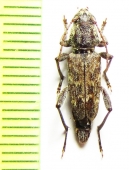 Xylotrechus nauticus  USA - INSECTS-STORE.RU