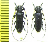 Agapanthia pilicornis, pair  Russia, Burjatia reg. - INSECTS-STORE.RU