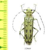 Saperda alberti  Russia, Far East  - INSECTS-STORE.RU