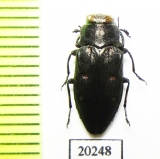 Chrysobothris sp.  Turkey, Tunceli prov. - INSECTS-STORE.RU