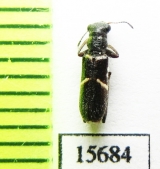 Eurymetopum sp.  Chile - INSECTS-STORE.RU