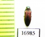 Coomaniella sp.  Laos - INSECTS-STORE.RU