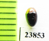 Triplax sp.  Russia, Far East - INSECTS-STORE.RU