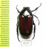 Cetoniinae sp.  Indonesia, Timor isl. - INSECTS-STORE.RU