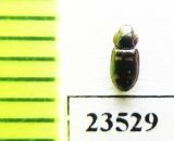 Trogossitidae sp.  Peru - INSECTS-STORE.RU