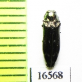 Coraebus quadriundulatus  Japan - INSECTS-STORE.RU