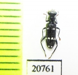 Cleridae sp. Laos - INSECTS-STORE.RU