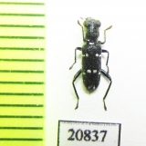 Cleridae sp. Laos - INSECTS-STORE.RU