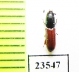 Trogossitidae sp.  Peru - INSECTS-STORE.RU