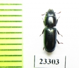 Trogossitidae sp.  Solomon isls. - INSECTS-STORE.RU