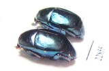 Saprinus splendens  South Africa Rep. - INSECTS-STORE.RU