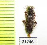 Cleridae sp.  Malaysia, Borneo - INSECTS-STORE.RU