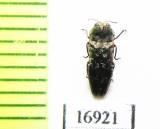 Coraebus nelsoni  Laos - INSECTS-STORE.RU