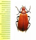 Pyrochroa serraticornis  Czech Rep. - INSECTS-STORE.RU