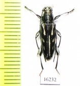 Scitugloglaucytes salomonum  Solomon isl. - INSECTS-STORE.RU