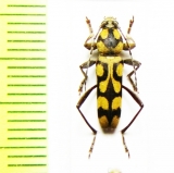 Chlorophorus sumbavae  Indonesia, Sumba isl. - INSECTS-STORE.RU