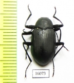 Plesiophthalmus davidi  Russia, Far East - INSECTS-STORE.RU