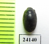 Byrrhidae sp.  Malaysia - INSECTS-STORE.RU