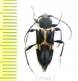 Calydon submetallicum  Chile - INSECTS-STORE.RU