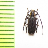 Eupogonius subarmatus  USA - INSECTS-STORE.RU