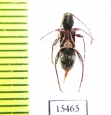 Cyrtophorus verrucosus  Canada - INSECTS-STORE.RU