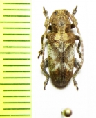 Pterolophia annulata  Japan - INSECTS-STORE.RU