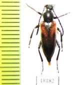 Vadonia unipunctata  Georgia - INSECTS-STORE.RU