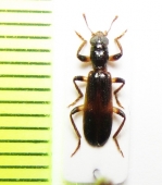 Cleridae sp. Kenya - INSECTS-STORE.RU