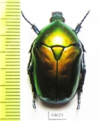 Protaetia speciosa  Russia, Krasnodar reg. - INSECTS-STORE.RU