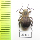 Tenebrionidae sp.  Zambia - INSECTS-STORE.RU