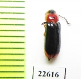 Cleridae sp.  South Africa Rep. - INSECTS-STORE.RU