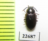 Tenebrionidae sp.  South Africa Rep. - INSECTS-STORE.RU