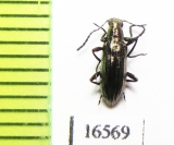 Tenebrionidae sp.  Peru - INSECTS-STORE.RU