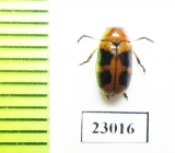 Chrysomelidae sp.  South Africa Rep. - INSECTS-STORE.RU