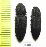 Elateridae sp.  Russia, Krasnodar reg. - INSECTS-STORE.RU