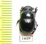 Metacatharsius ? inermis  Pakistan - INSECTS-STORE.RU