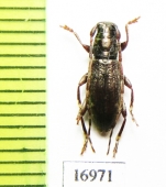 Cerambycidae sp.  New Zealand - INSECTS-STORE.RU