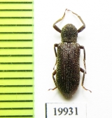 Tenebrionidae sp.  Vietnam - INSECTS-STORE.RU