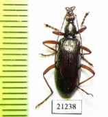 Tenebrionidae sp.  Malaysia, Borneo - INSECTS-STORE.RU