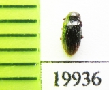 Dryopidae sp.  Indonesia, Sumatra - INSECTS-STORE.RU