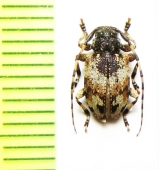 Eupromerella propinqua  Bolivia - INSECTS-STORE.RU