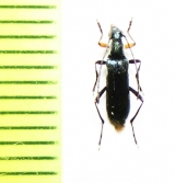 Grammoptera molybdica  USA - INSECTS-STORE.RU