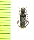 Cyrtophorus verrucosus  Canada - INSECTS-STORE.RU