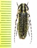 Agapanthia ? amabilis  Kazakhstan - INSECTS-STORE.RU