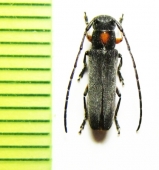 Phytoecia rufiventris  Japan - INSECTS-STORE.RU