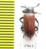 Tenebrionidae sp.  South Africa Rep. - INSECTS-STORE.RU