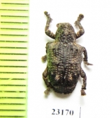 Curculionidae sp.  Zambia - INSECTS-STORE.RU