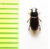 Aphodius quadrimaculatus, Czech Rep. - INSECTS-STORE.RU