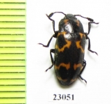 Erotylidae sp.  South Africa Rep. - INSECTS-STORE.RU