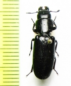 Trogossitidae sp.  China, Yunnan prov. - INSECTS-STORE.RU